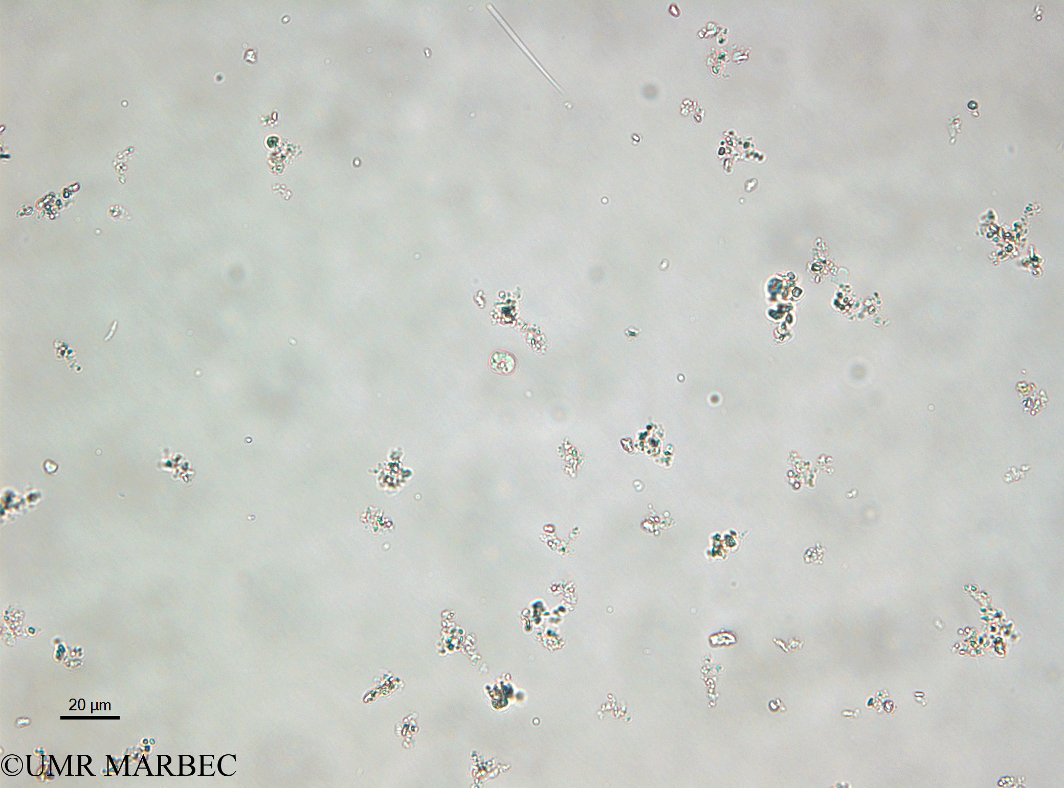 phyto/Bizerte/bizerte_lagoon/RISCO April 2014/Nanoflagellé 12 (-140919_002_ovl).TIF(copy).jpg